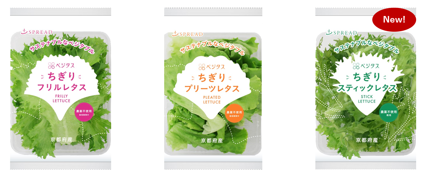 植物工場野菜『ベジタス』から「ちぎり スティックレタス」が新発売！ | 株式会社スプレッド