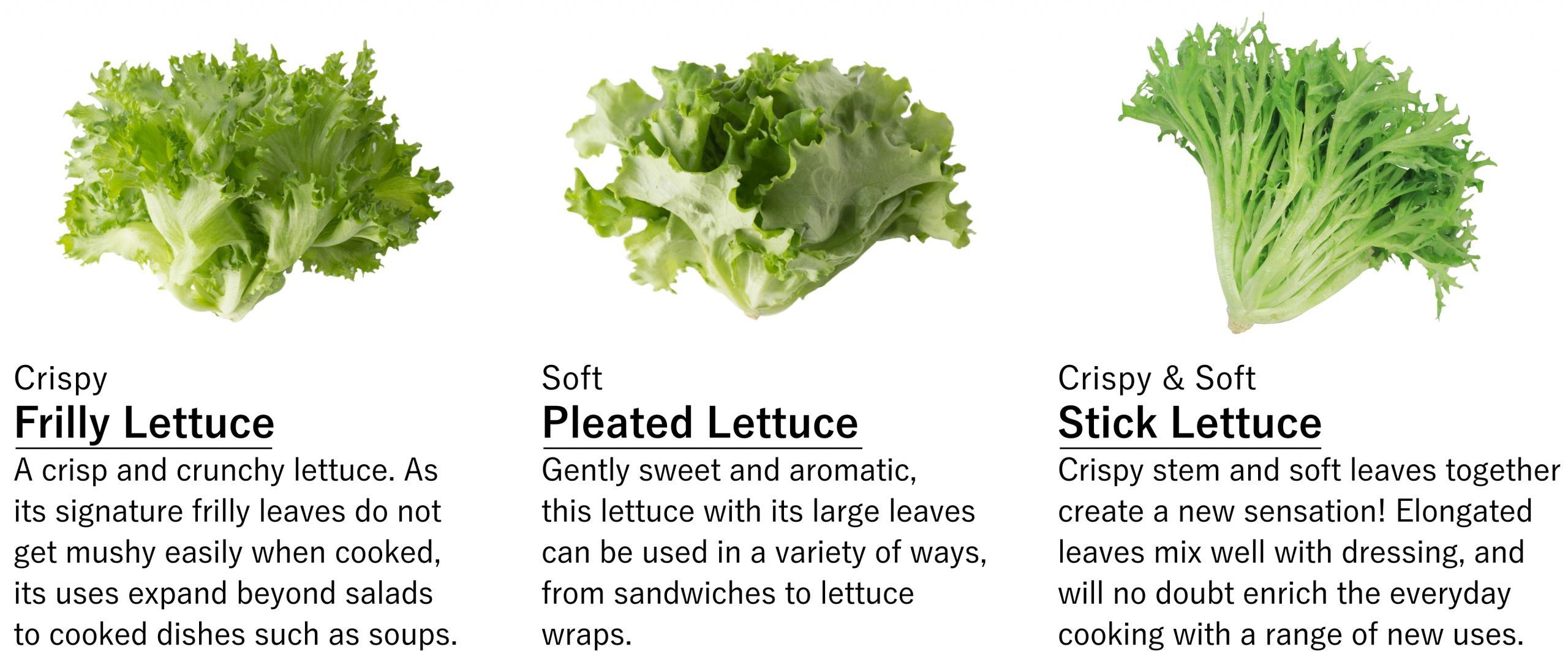 Explanation about 3 types of lettuce sold by Spread