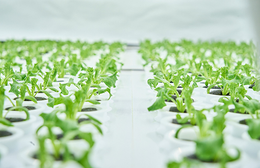 株式会社Green Factory TFK
